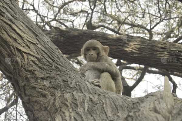 揭秘梦境中的猴影，做梦梦到猴子的预兆与解梦指南,象征,挑战,希望,第1张