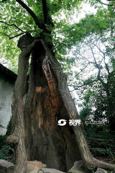 拙政园种什么树好——探寻古典园林中的树木之道,象征,美好,风水,第1张