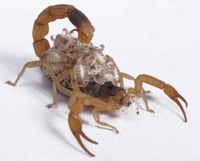 梦见抓死蝎子,揭秘梦境中的预兆与解梦技巧,挑战,解梦,解读,第1张 梦见抓死蝎子,揭秘梦境中的预兆与解梦技巧,挑战,解梦,解读,第1张