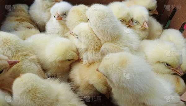 鸡宝宝取名，这些忌讳你一定要知道！,命运,挑战,宝宝取名,第1张