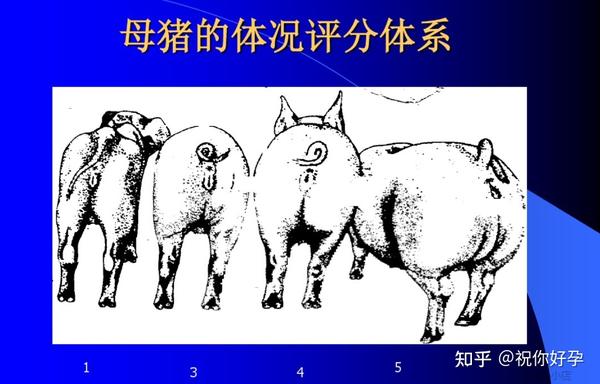 母猪何时算命最佳，传统习俗与现代养殖的巧妙融合,命运,算命,健康状况,第1张