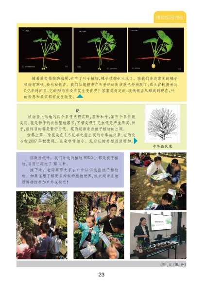 探寻神秘解梦花，揭秘植物界的梦境解读者,解梦,解读,第1张