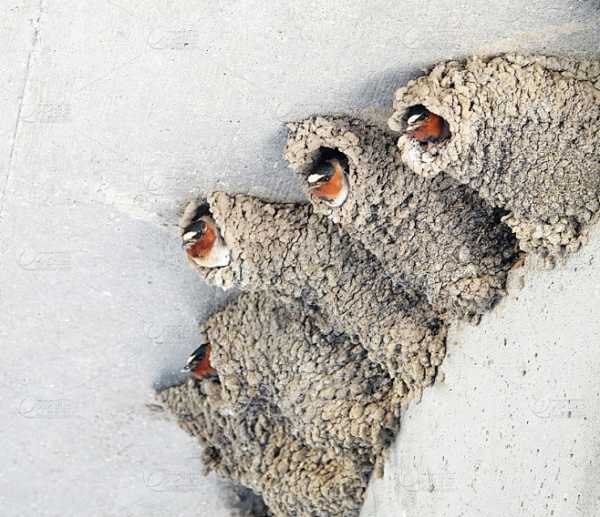 屋里有燕子筑巢，揭秘其背后的神秘预兆与解梦意义,象征,事业,希望,第1张