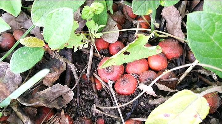 解梦，梦到野地瓜熟了，究竟预示着什么？,象征,事业,挑战,第1张