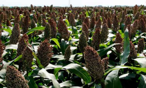 高粱，解读其在传统文化中的寓意与象征意义,象征,希望,气场,第1张