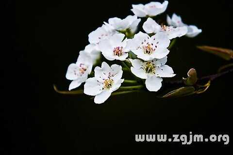 梦见花卉的寓意，周公解梦揭示神秘花语,象征,事业,挑战,第1张