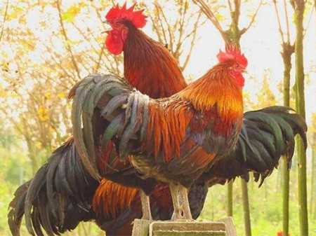 梦见抓公鸡的奥秘，揭秘梦境中的预兆与象征意义,象征,挑战,希望,第1张