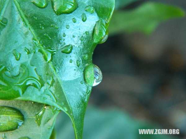 解梦梦见栽树，预示着新的开始与成长,象征,事业,挑战,第1张