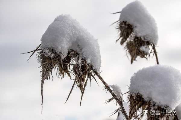 梦见雪地上行走，揭秘雪地梦境的预兆与解梦奥秘,象征,事业,挑战,第1张