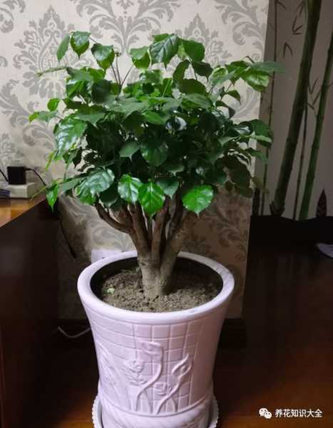 家中养树指南,挑选适宜的树木,提升家居运势,风水,财运,与和谐,第1张 家中养树指南,挑选适宜的树木,提升家居运势,风水,财运,与和谐,第1张