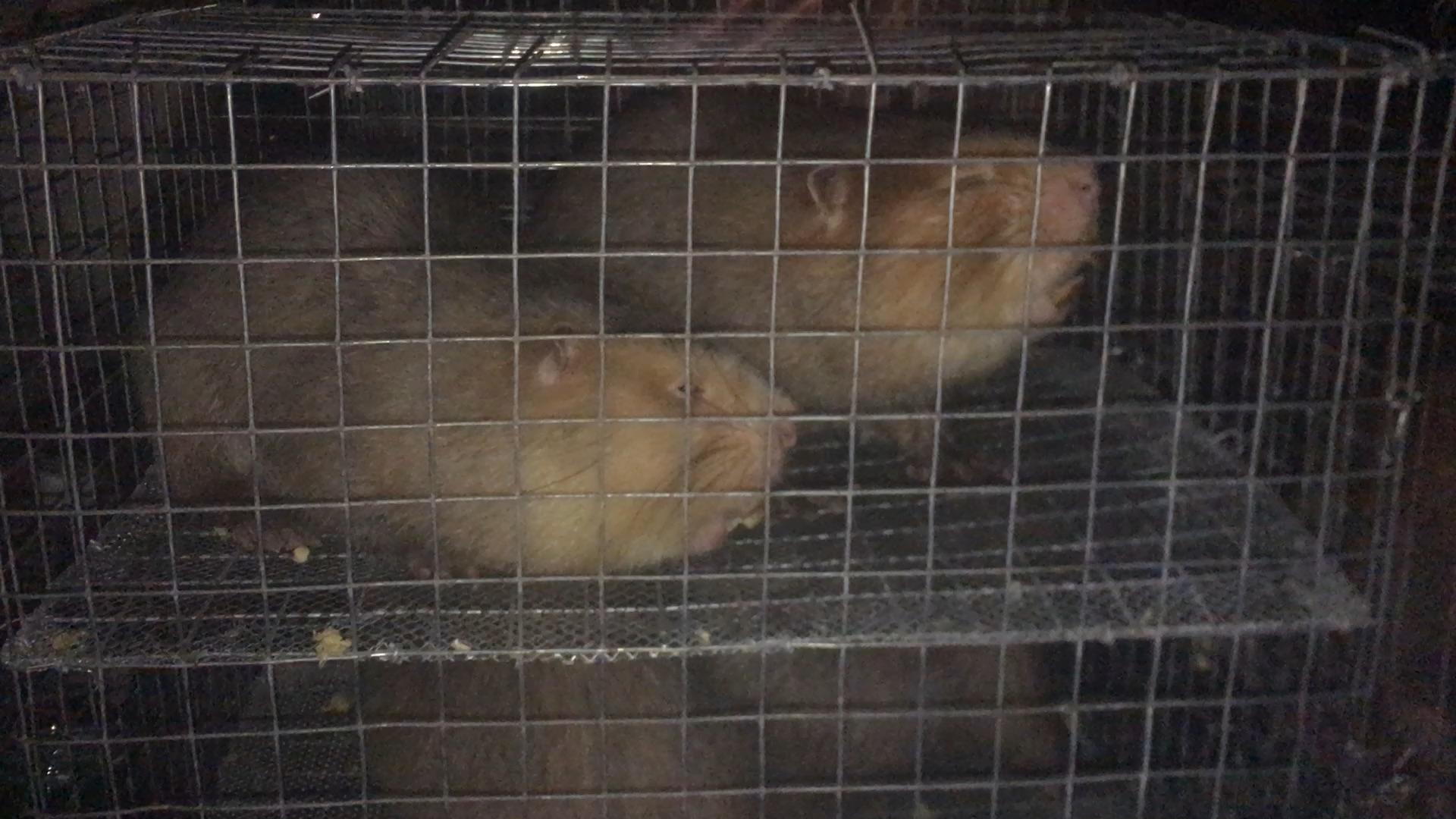 竹鼠来家，解读梦境中的神秘预兆,象征,事业,美好,第1张