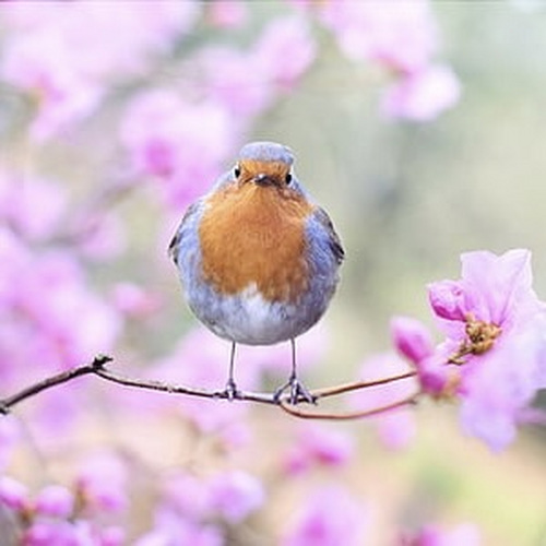 院里鸟儿成群飞舞，揭秘其背后的征兆与解梦之谜,象征,事业,挑战,第1张