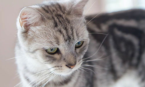 梦见雄猫的预兆,揭秘女性梦境中的神秘象征,象征,事业,挑战,第1张 梦见雄猫的预兆,揭秘女性梦境中的神秘象征,象征,事业,挑战,第1张