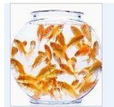 建盏缸，放置何种物品，助您招财旺运？,象征,气场,风水,第1张