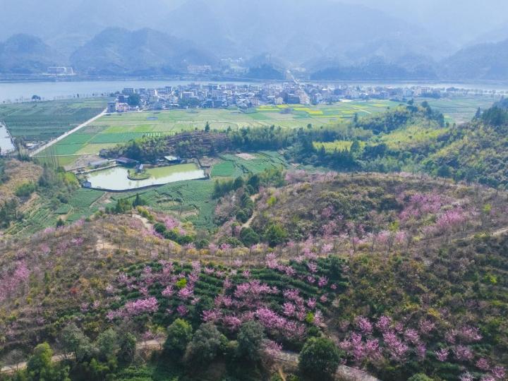 高山上宝地,这些树种最适合种植,助力山居风生水起,象征,美好,风水,第1张 高山上宝地,这些树种最适合种植,助力山居风生水起,象征,美好,风水,第1张