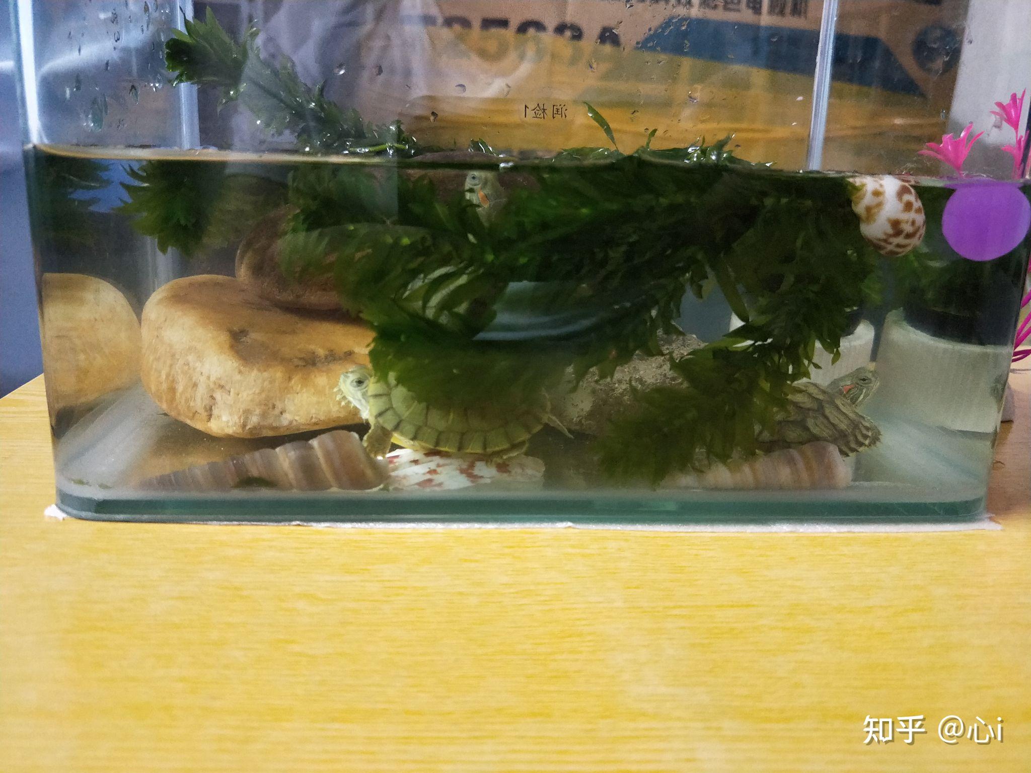 周公解梦，养乌龟的寓意及象征意析,象征,事业,挑战,第1张