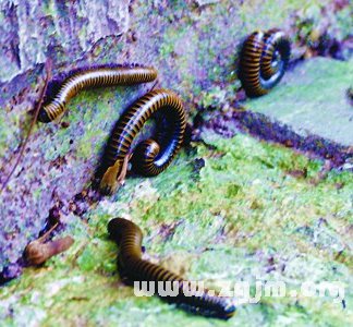 揭秘梦境，梦见腌菜生虫的寓意——周公解梦深度解析,象征,事业,挑战,第1张