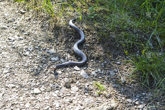 路上捡到小蛇,解的神秘预兆,象征,命运,挑战,第1张 路上捡到小蛇,解的神秘预兆,象征,命运,挑战,第1张