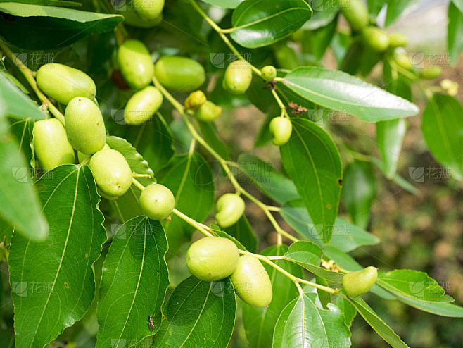 解梦梦见绿枣,揭秘梦境中的绿色果实预示,象征,事业,挑战,第1张 解梦梦见绿枣,揭秘梦境中的绿色果实预示,象征,事业,挑战,第1张