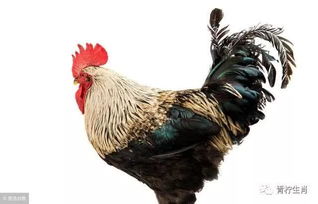 揭秘，为什么属鸡不能算命？,命运,挑战,自我,第1张