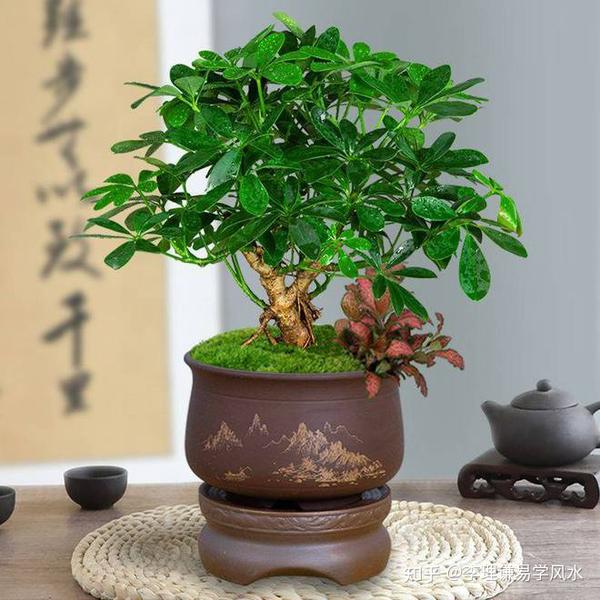 揭秘最旺的水绿植,养一盆,财运亨通,家居和谐,事业,气场,美好,第1张 揭秘最旺的水绿植,养一盆,财运亨通,家居和谐,事业,气场,美好,第1张