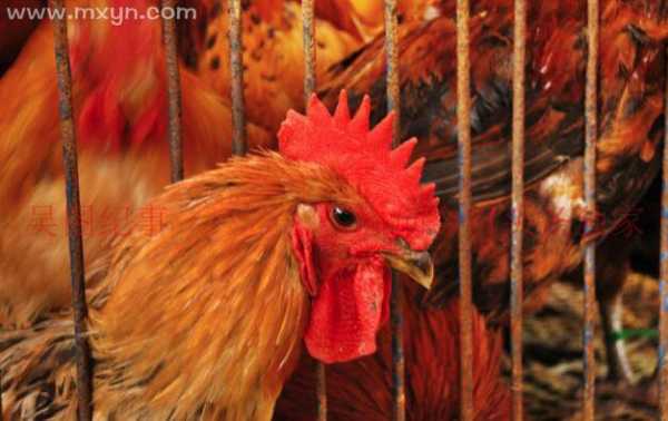 周公解梦之鸡瘟死了，揭秘梦境中的鸡瘟死亡预示,象征,事业,挑战,第1张