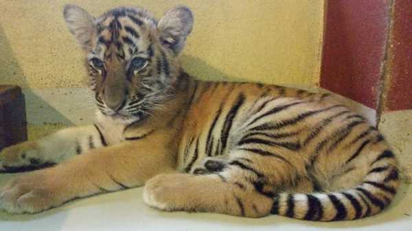 梦见虎崽的神秘预兆，解的虎崽象征与寓意解析,象征,事业,挑战,第1张