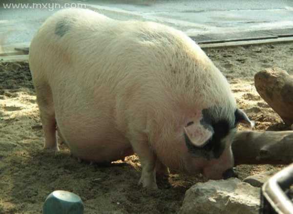 胖什么意思？深度解析猪胖梦境的含义,象征,事业,挑战,第1张