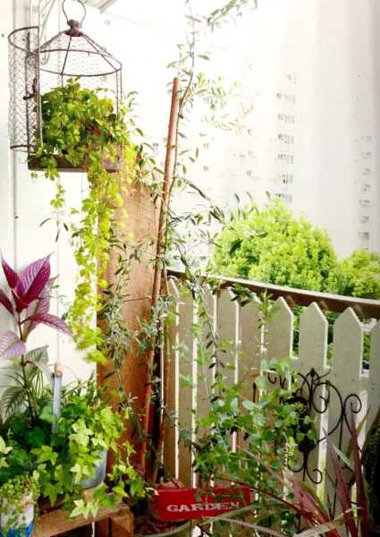 家庭台种养指南，如何选择植物打造好台,美好,风水,寓意吉祥,第1张