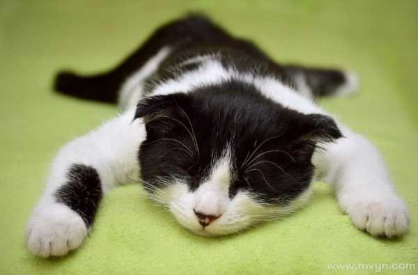 梦到猫死了，周公解梦揭示的预兆与寓意,象征,事业,挑战,第1张