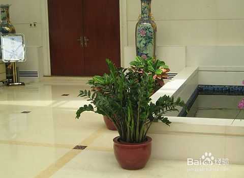 家门布局，这些花卉摆放，让你的家门连连！,象征,事业,希望,第1张