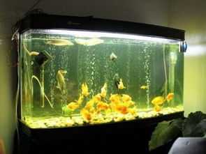 缸秘籍，如何挑选摆放，打造家居美景,气场,能量,风水,第1张