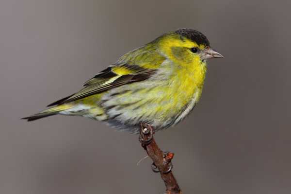 揭秘黄雀算命背后的禁忌，为什么说黄雀算命不好？,象征,命运,算命,第1张