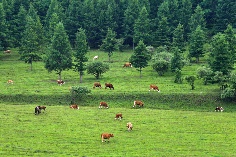 甘洛畜牧场开业，迎丰收时光！,美好,合作,光明,第1张