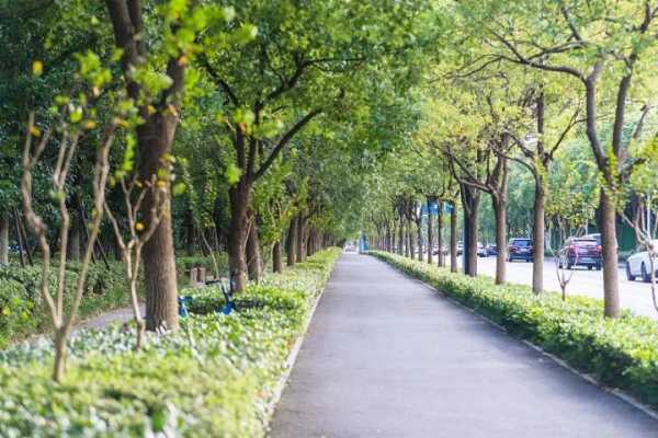 街道南边栽种何种树木最佳——揭秘传统学中树木选择的艺术,象征,美好,风水,第1张 街道南边栽种何种树木最佳——揭秘传统学中树木选择的艺术,象征,美好,风水,第1张