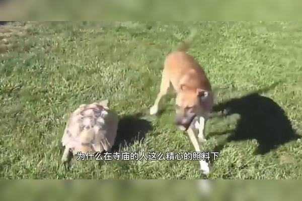 三年乌龟死亡背后的预兆与解梦之谜,象征,事业,挑战,第1张 三年乌龟死亡背后的预兆与解梦之谜,象征,事业,挑战,第1张