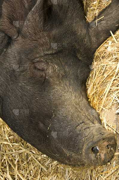 解梦，梦到大黑猪的寓意及象征意义,象征,事业,挑战,第1张