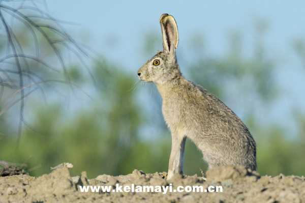 梦见打野兔的预兆与解梦揭秘,象征,事业,挑战,第1张