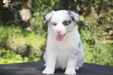 边牧犬宝宝取名攻略，如何为爱犬取一个好听又富有寓意的名字,希望,宝宝取名,宠物,第1张