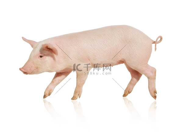 猪生肖运势揭秘，三月出生者的独特运势解析,事业,财运,生肖运势,第1张