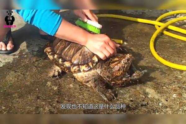 解梦,梦到杀龟了,预示着什么?,象征,事业,解梦,第1张 解梦,梦到杀龟了,预示着什么?,象征,事业,解梦,第1张