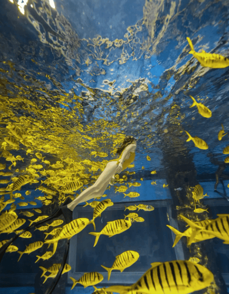 十二星座魔法之水，揭秘神秘的水元素力量,事业,挑战,十二星座,第1张