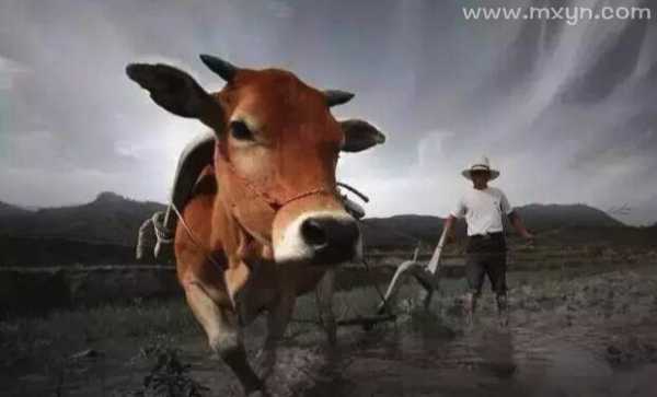 解梦,梦见死牛肉的寓意与象征,象征,挑战,自我,第1张 解梦,梦见死牛肉的寓意与象征,象征,挑战,自我,第1张